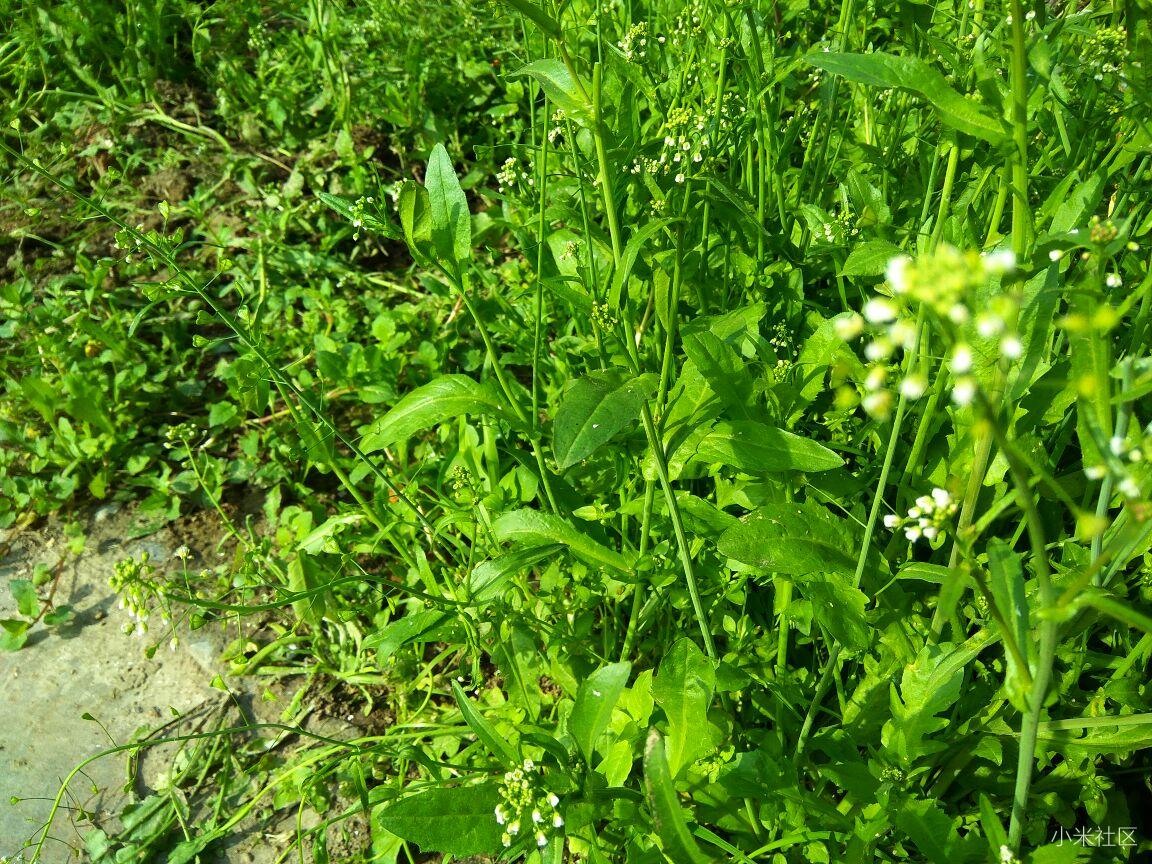 薺菜花