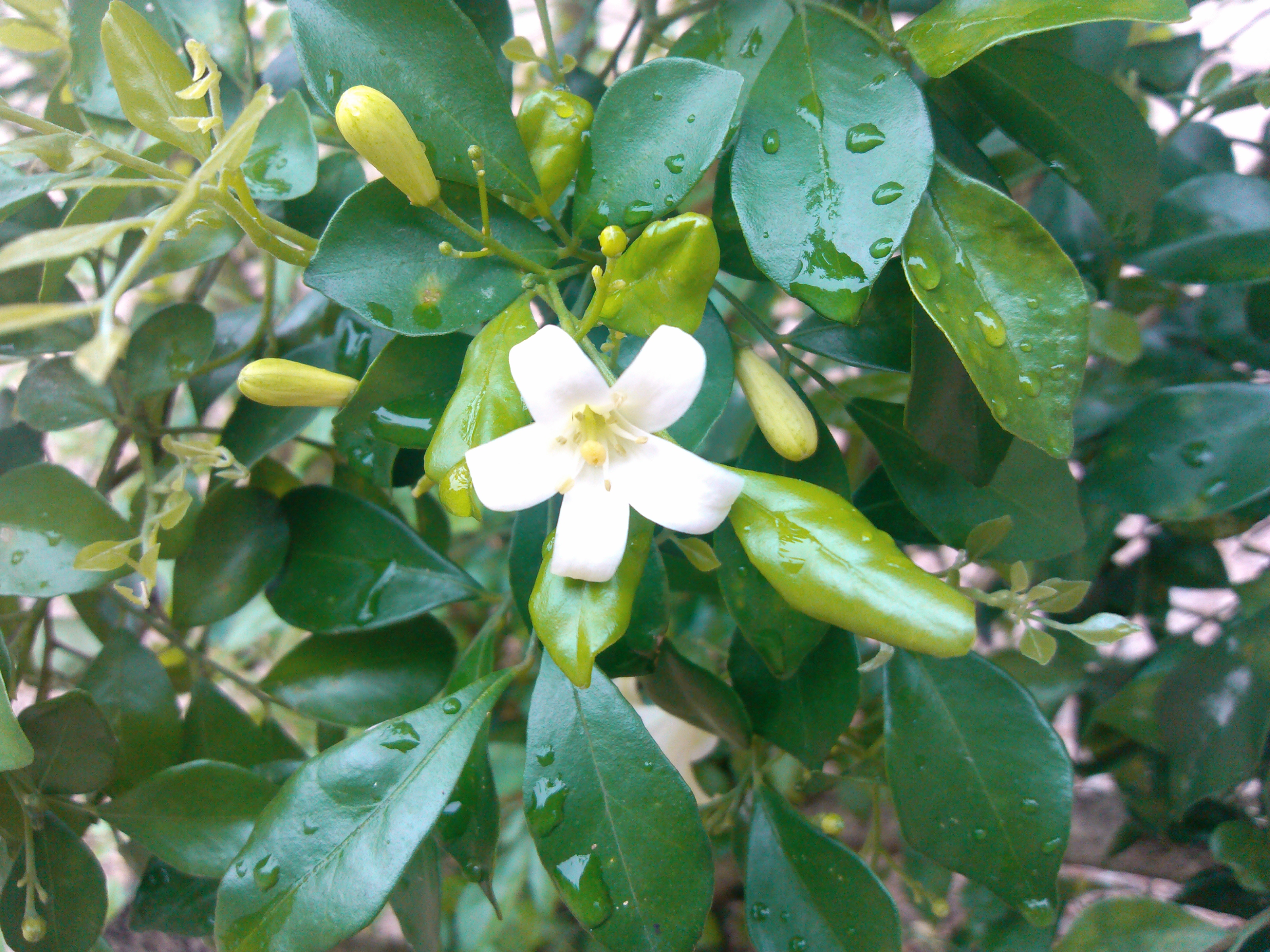 七里香番石榴花
